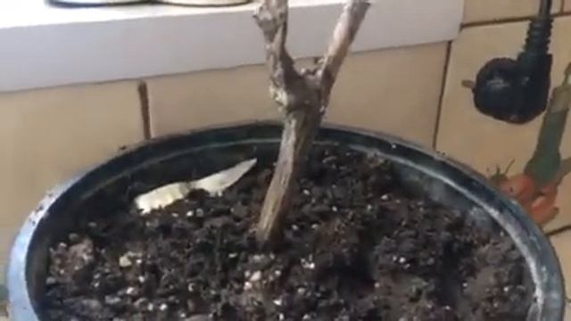 Букеты для парней