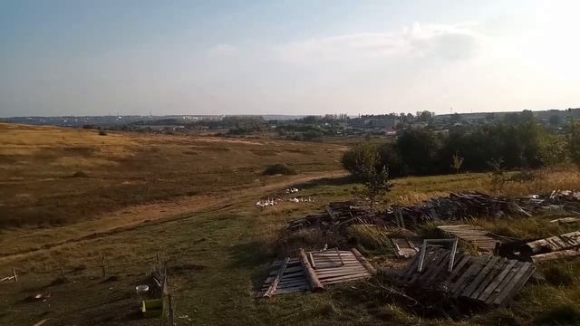 Курица-кукушка и другие новости ? смотреть онлайн