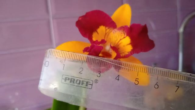 38.Каттлея Rth.Tzeng Wen Free