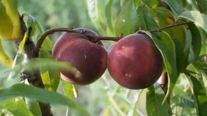 Персик Роял Глори (20 июля) - Агро Сад