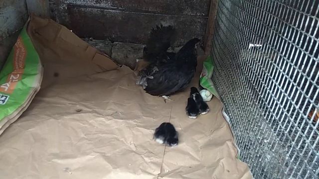 Курочка Шабо вывела цыплят