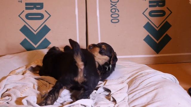 Эрдельтерьеры ( Airedale )