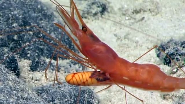 5 ROV Findings from Hawaii's Deepwaters смотреть онлайн
