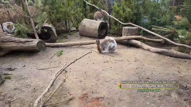 Ищем зайчат. Дубль 2. Стрим без Мазая смотреть онлайн