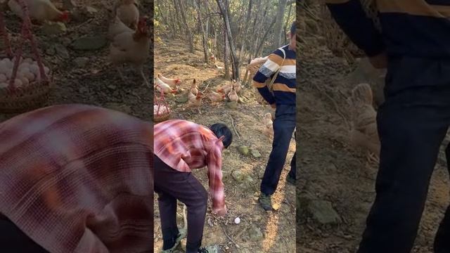 The Native Eggs Laid by Native Chickens смотреть онлайн