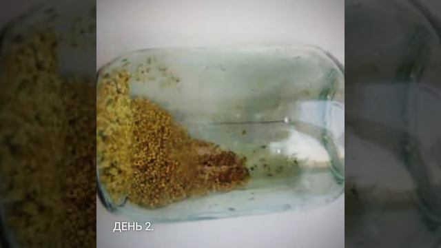 Как прорастить семена люцерны смотреть онлайн