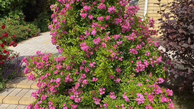 Плетистые розы. Цветение арки с розами. (Урал, 2-3 зона) смотреть онлайн