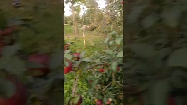 яблоня ПАМЯТЬ КОВАЛЕНКО смотреть онлайн
