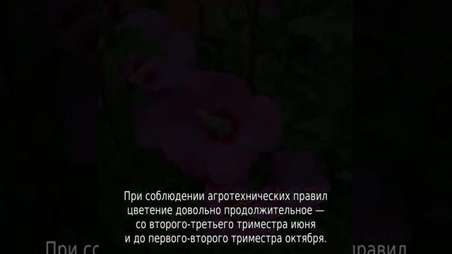 Гибискус древовидный садовый: уход и выращивание смотреть онлайн