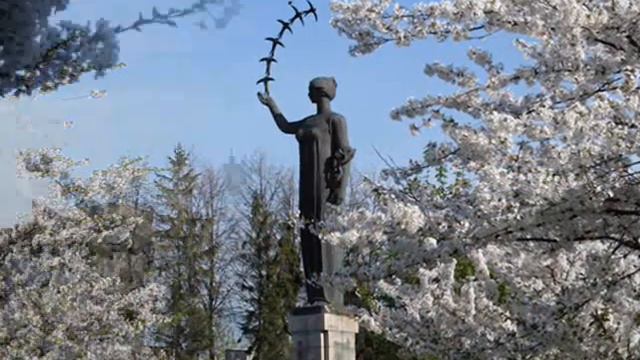 Zakwitły sakury :) смотреть онлайн