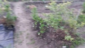 Как лучше выращивать голубику?  В контейнерах или на постоянном месте?