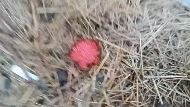 Как формировать молодой куст винограда. смотреть онлайн