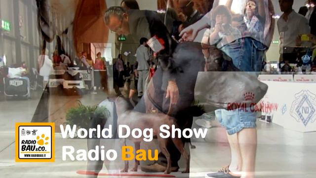 Xoloitzcuintle (il Cane Di Frida Kahlo)