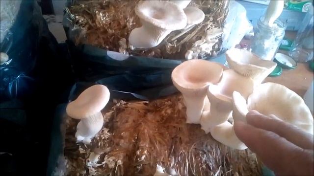 Produção do cogumelo pleurotus eryngii, frutificação смотреть онлайн