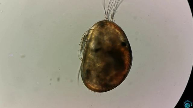 Рачок из отряда Podocopida (класс Ostracoda) смотреть онлайн