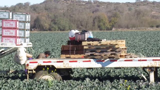 Where does broccoli come from? смотреть онлайн