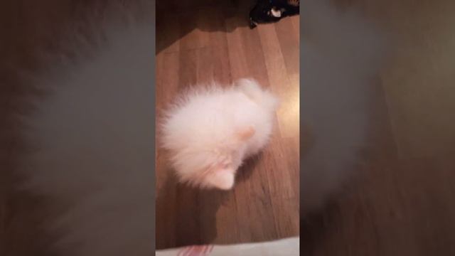 Большой переезд и домашние животные 4 кошки и собака)