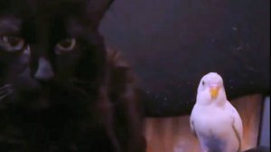 Когда кот гладит попугая. Кроха Морозко (4м-ца) и кот Джей