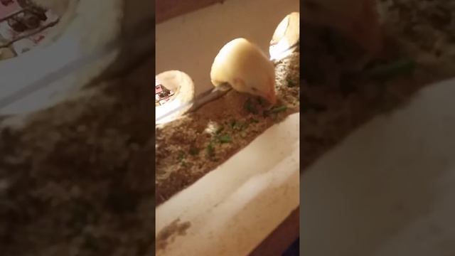 Цыплята бройлеры Арбор. Выращивание бройлеров Арбор. 10 дней. смотреть онлайн