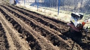 Посадка картофеля мотоблоком