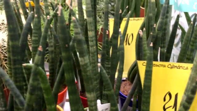 Суккуленты цена Кактус Гимнокалициум Эуфорбия (Молочай) Сансевиерия Литопс Эхиверия Гастерия Купит смотреть онлайн