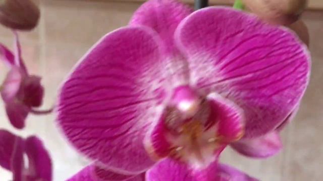 51) 🔴Обзор моих подарочных орхидей.... смотреть онлайн