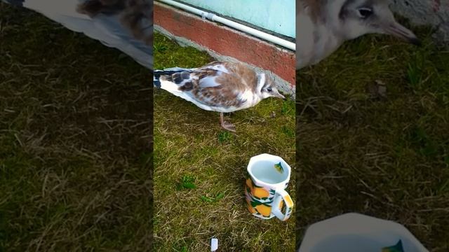 Чайка дома. Как выкормить и вырастить чайку 29. смотреть онлайн