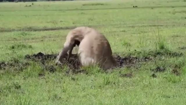 Вот Почему Детство Кроликов Такое Ужасное