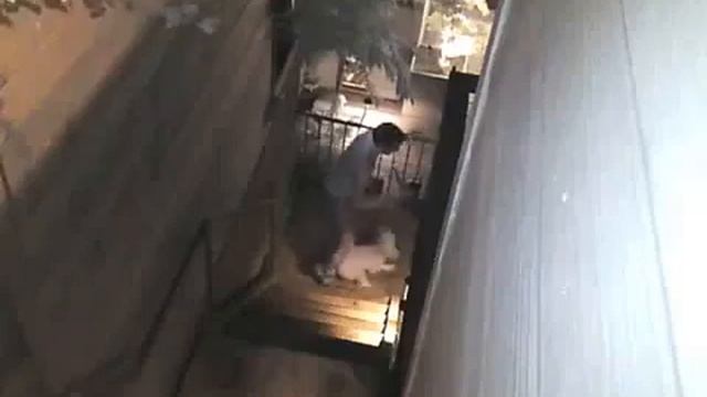 Собака напала на дикого енота он был в шоке! смотреть онлайн