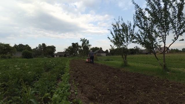 Сею горчицу и культиватор Штенли. смотреть онлайн