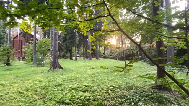 Лесной участок в Грибово. смотреть онлайн