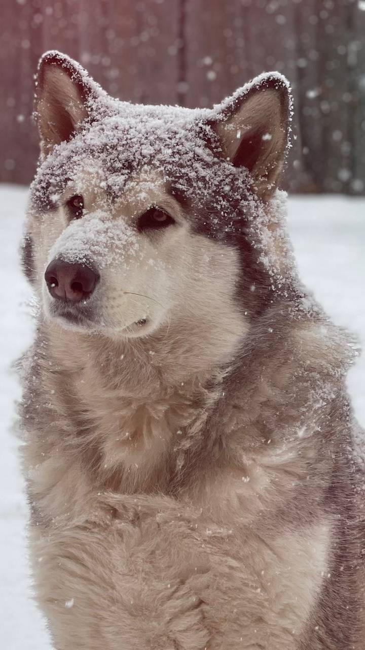 Песня-Мой Маламут.