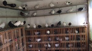 #Pigeons.Чиктоник для голубей.