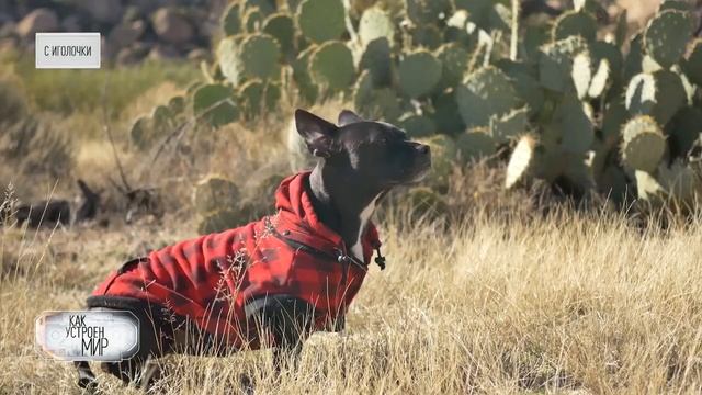 С иголочки — Как устроен мир с Тимофеем Баженовым (26.01.2024) смотреть онлайн