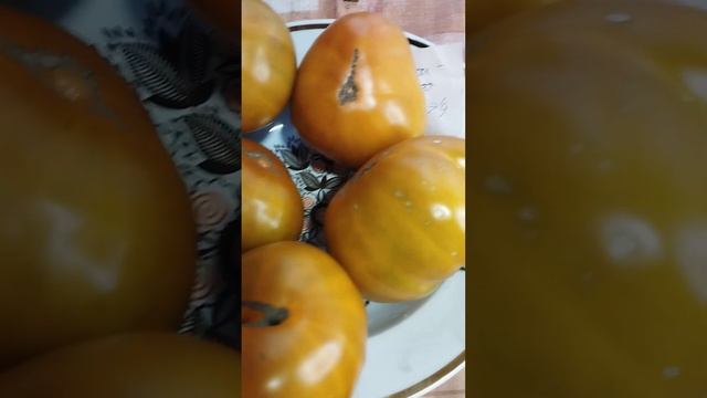 Обзор томатов серии Козула смотреть онлайн