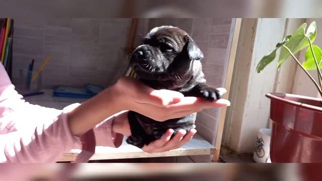 Щенок стаффордширского бультерьера. смотреть онлайн