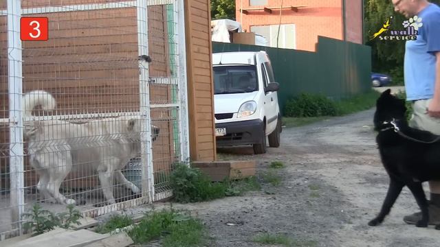 Дрессировка собак, команда рядом, 5 правил использования механики смотреть онлайн