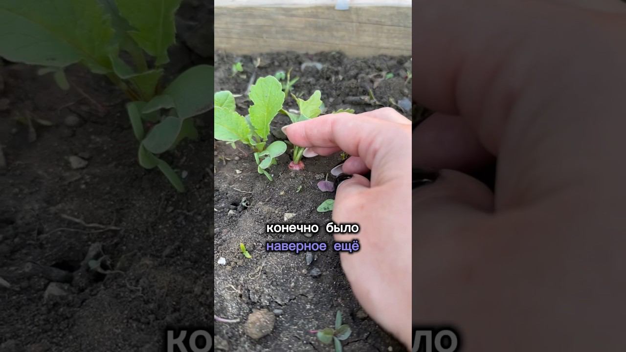 Редиска #дача #деревня #огород