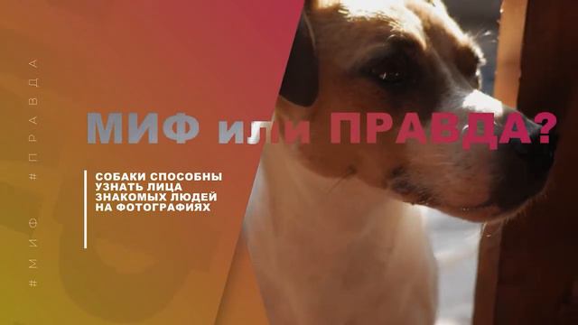 МИФ ИЛИ ПРАВДА? Выпуск 3 | У верблюда прямой позвоночник? | Лишь 1% воды пригоден для питья? ... смотреть онлайн