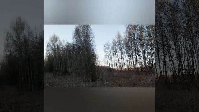 17 апреля. С собаками на открытие охоты в весеннем лесу, собираем березовый сок!