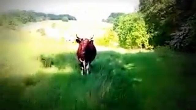 video 2013 05 14 15 55 04 смотреть онлайн
