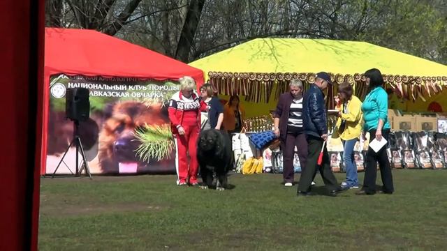 XXIII НАЦИОНАЛЬНАЯ В-КА "КАВКАЗСКИЕ ОВЧАРКИ 2017" КОБЕЛИ ВЕТЕРАНЫ www.r-risk.ru +79262205603 ТАТЬЯН смотреть онлайн