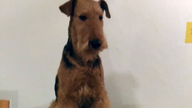 🐕  DOG VLOG: Мы умотались. Выставка собак, город Вельс