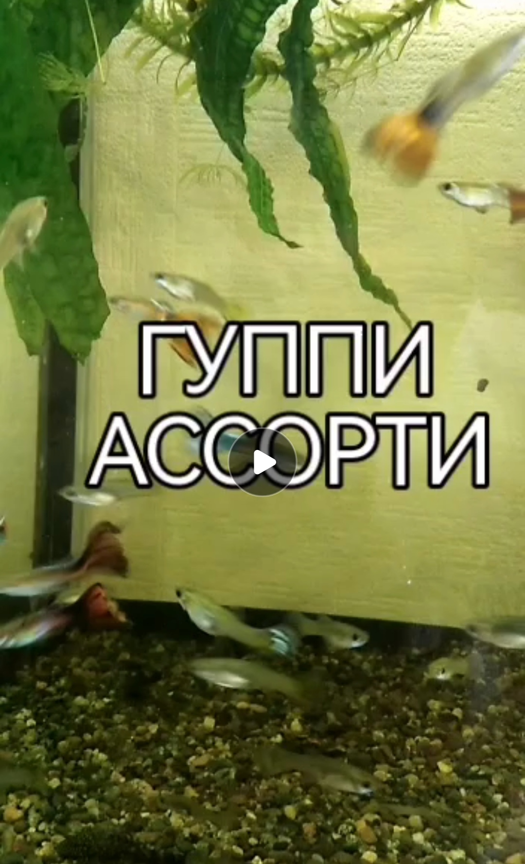 Рыбки гуппи Ассорти смотреть онлайн