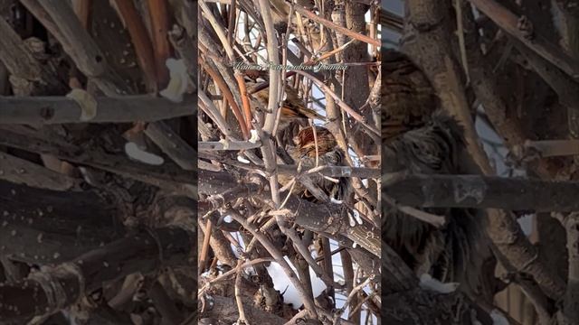 Воробушки громко жалуются на мороз смотреть онлайн