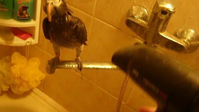 БУРОХВОСТЫЙ ЖАКО "ЖАКУЛЕЧКА" Банный день смотреть онлайн