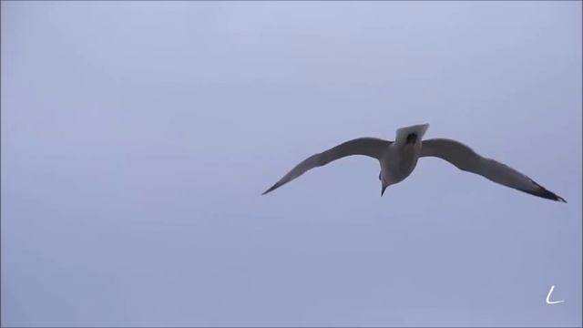 Armand Amar - La Terre Vue Du Ciel смотреть онлайн