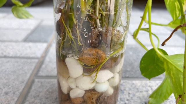 A new idea for a tabletop potted plant that filters the air and maintains humidity смотреть онлайн