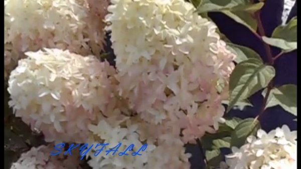 ?#Скайфоллметельчатаягортензия SKYFALL! ?Вы ее хотите?! Она здесь!??