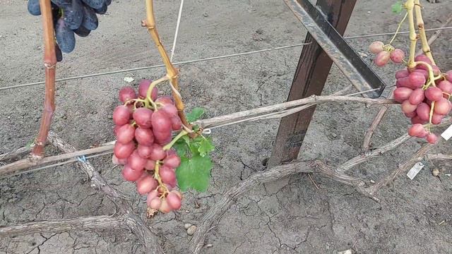 Созревание ягод винограда на 09 сентября смотреть онлайн